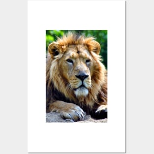 Asiatic Lion Panthera Leo Persica Big Cat Male Posters and Art